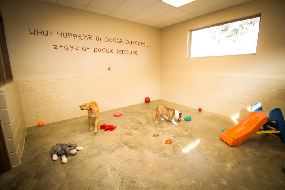 Doggie Daycare