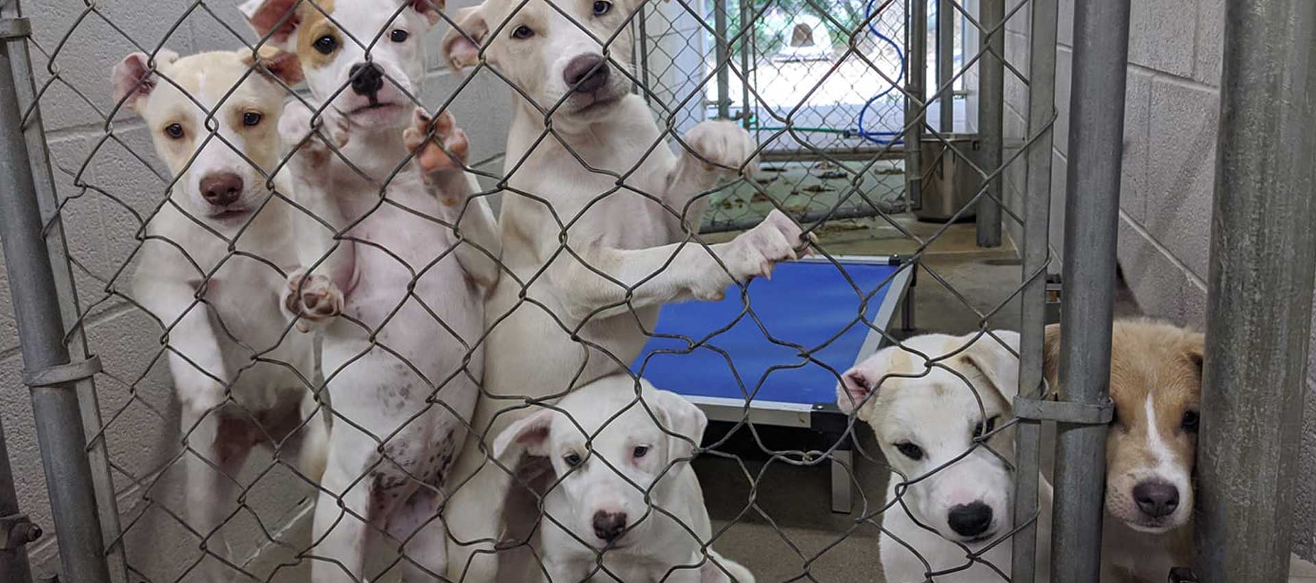 to Athens Animal Rescue Shelter Athens Animal