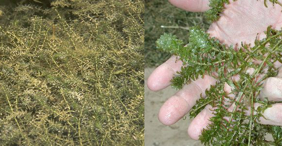 Vegetation: Hydrilla