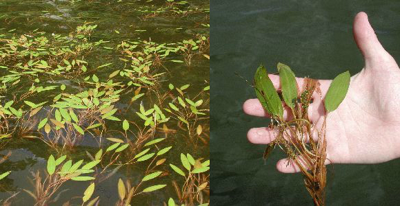 Vegetation: Pondweed