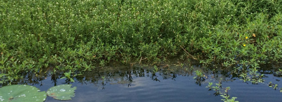 2018 Aquatic Vegetation Management Guidelines Released