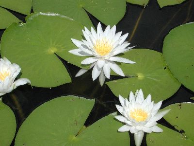 VEG: White Water Lily 3