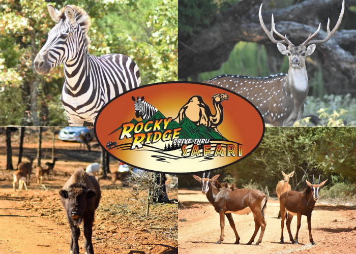 Rocky Ridge Drive-Thru Safari