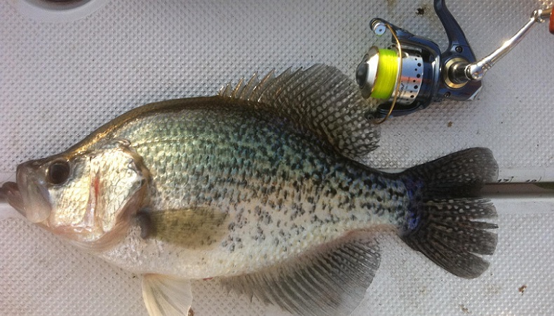 Crappie Fishing A Creek With A Jig 