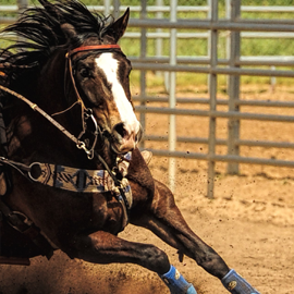 louis vuitton horse saddle pad 5 star｜TikTok Search