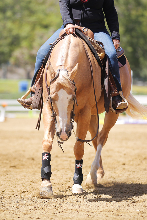 Horse Boots, Neoprene Sling Boots