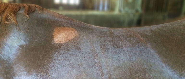 Fit to be a Champion: Recognizing Saddle Fit issues with 5 Star Equine by Robyn Duplisea