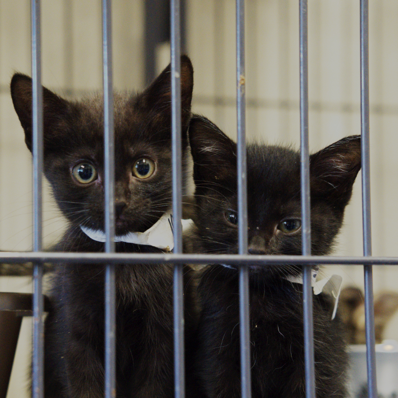 animal shelter kittens