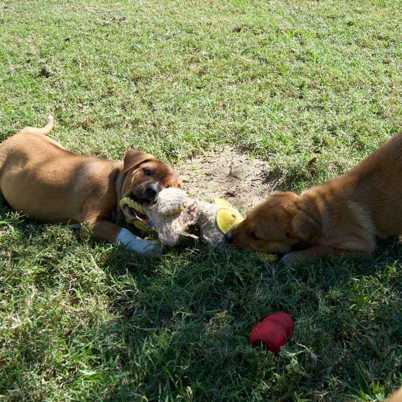 Panel Donate Puppy Play