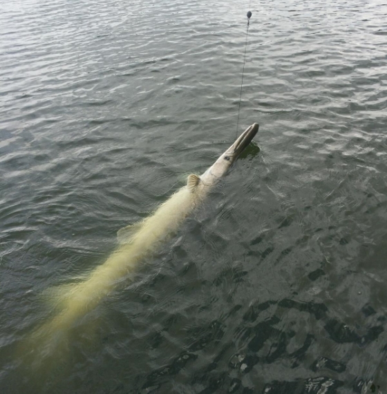 Lake Livingston Adventures | Alligator Gar