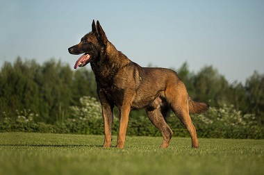 Arracks Home Laser Knpv 1 With Honors Miklin Kennels Belgian Malinois And Working German Shepherds For Police Sport Personal Protection Or Just Family Pets