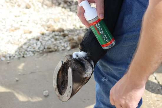 Piede di cura della ferita del cavallo