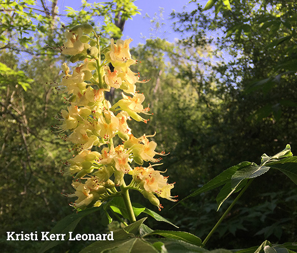 Guided Hikes Texas Buckey Trail