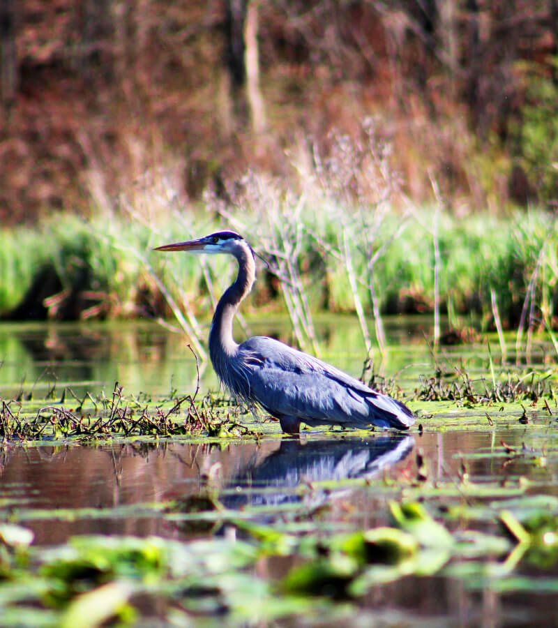 Home Heron