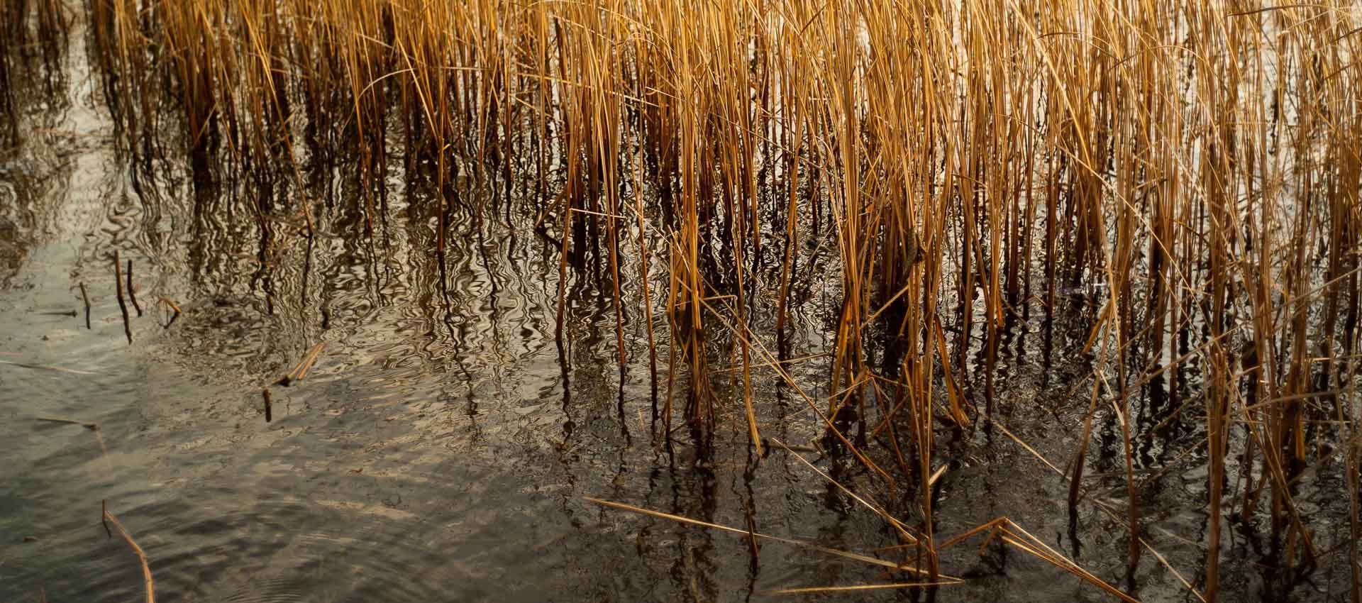 Slider River Reeds