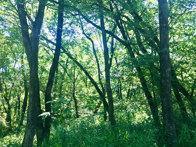 Great Trinity Forest Trail Series  Part 1: Joppa Preserve to Trinity River Audubon Center 